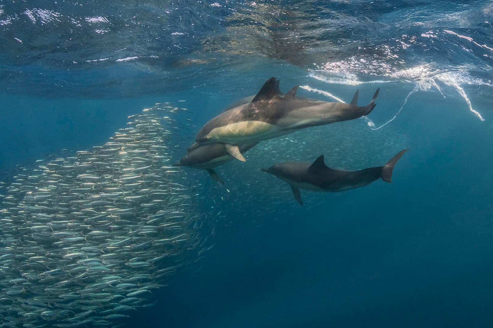 Sardine Run