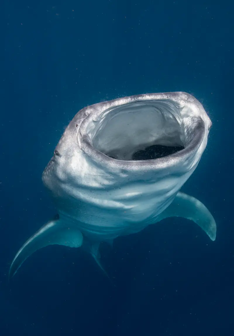 Shark Bank