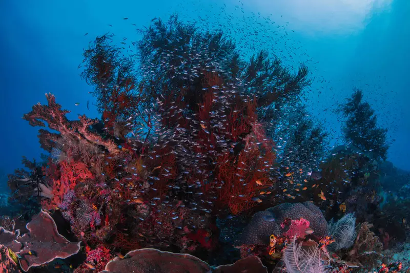 Heian Maru