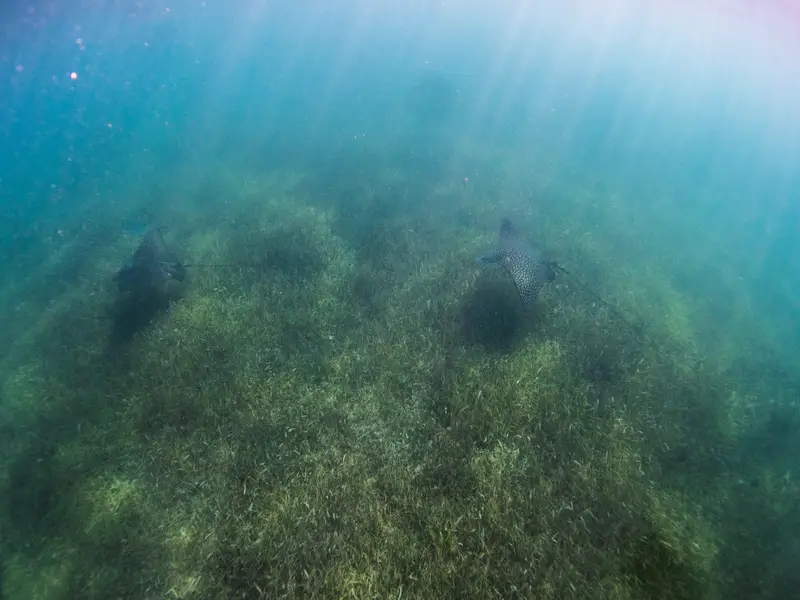 Paradise Reef