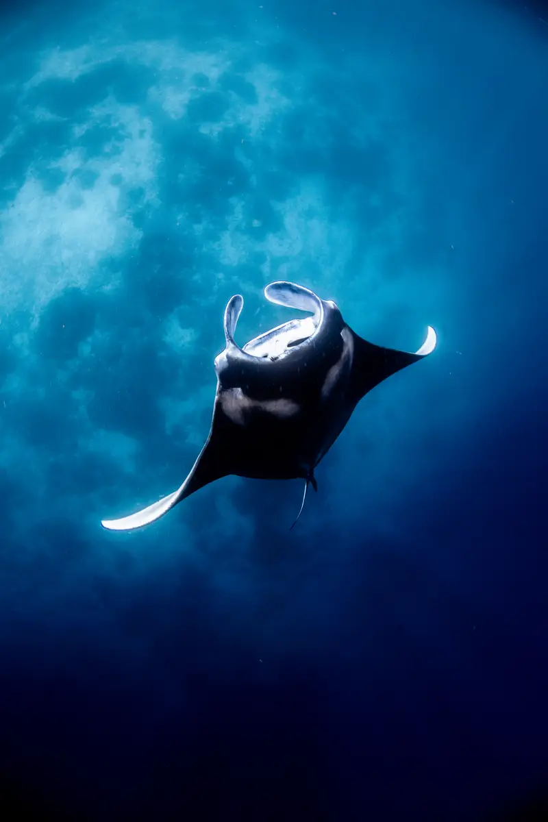 Manta Sandy