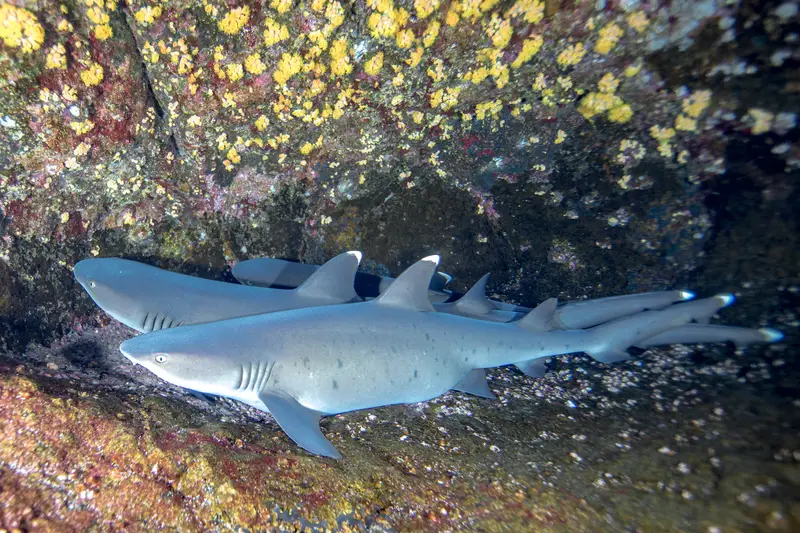 Roca Partida