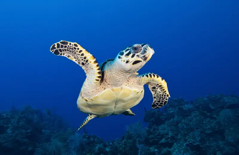Cayo de Agua