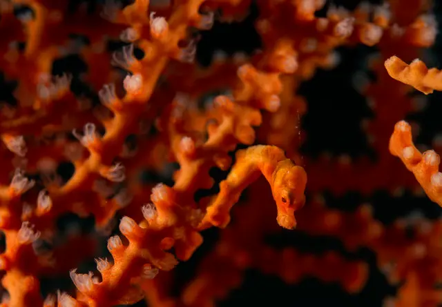 Susan's Reef