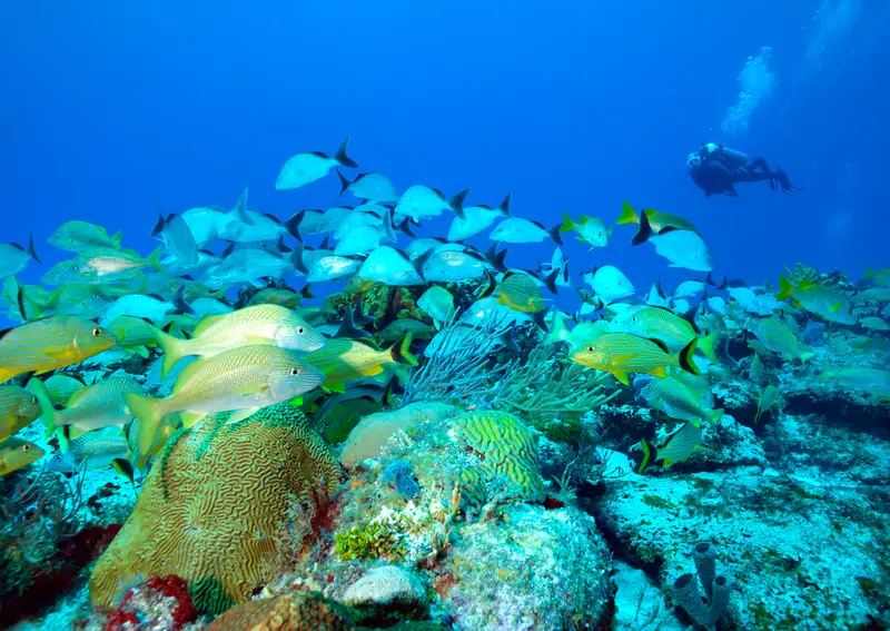 Columbia Reef