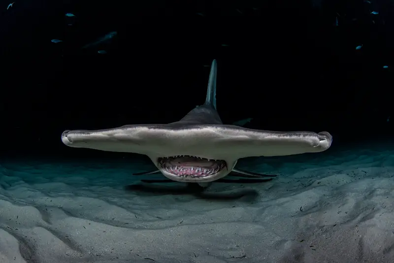 Bimini Great Hammerheads