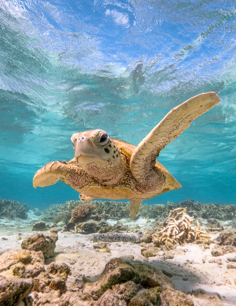 Lizard Island