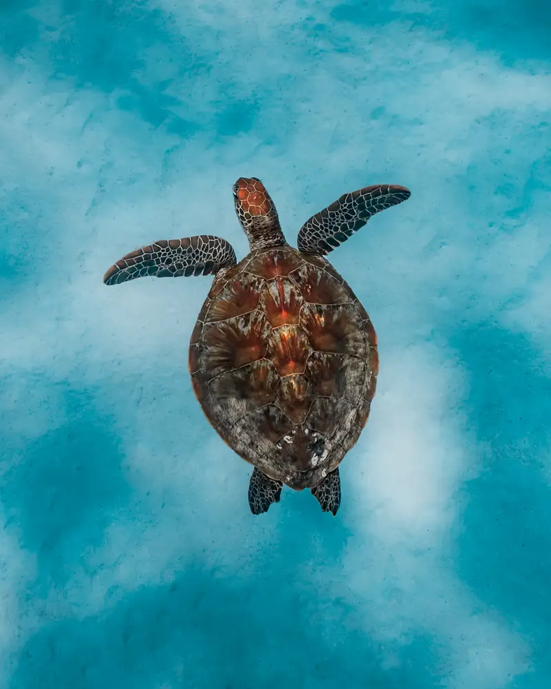 Five-Mile Reef