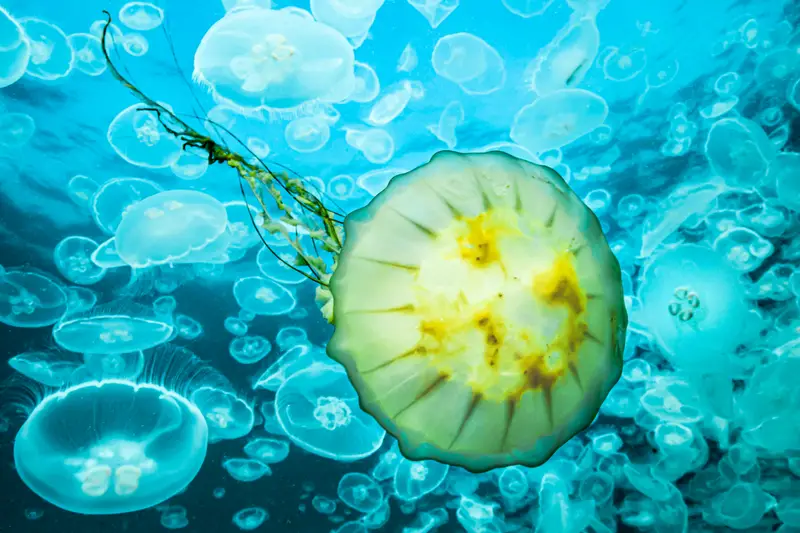 Jellyfish Lake
