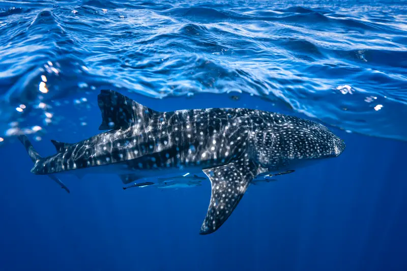Chumphon Pinnacle