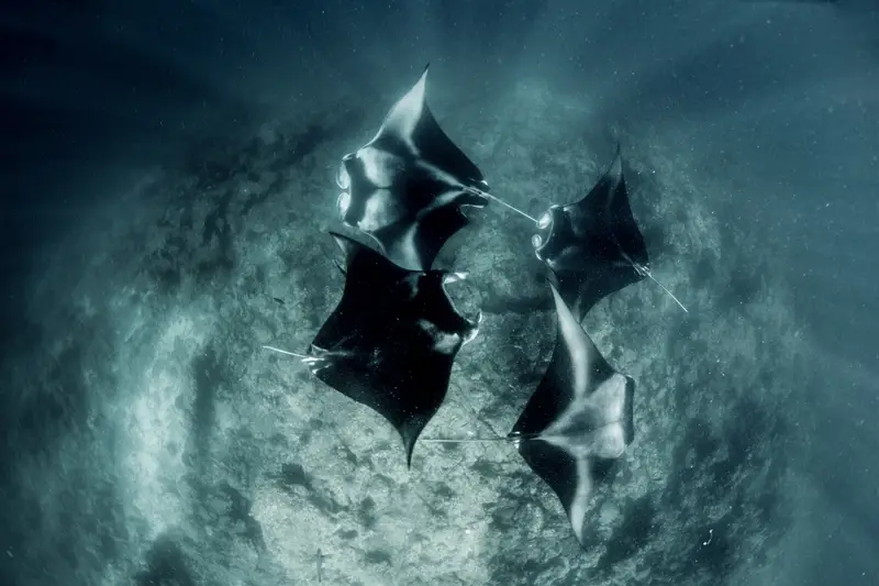 Lankan Manta Point