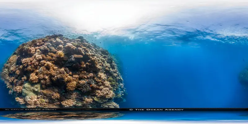 Jessie Beazley Reef