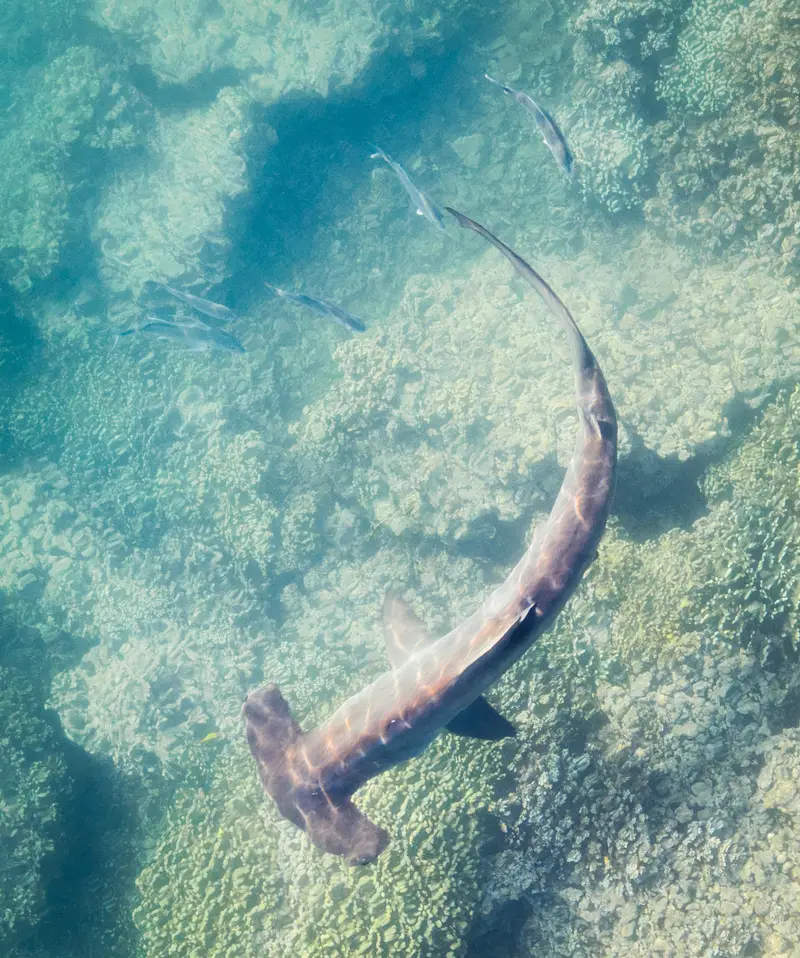 El Monstruo (Bajo del Monstruo)