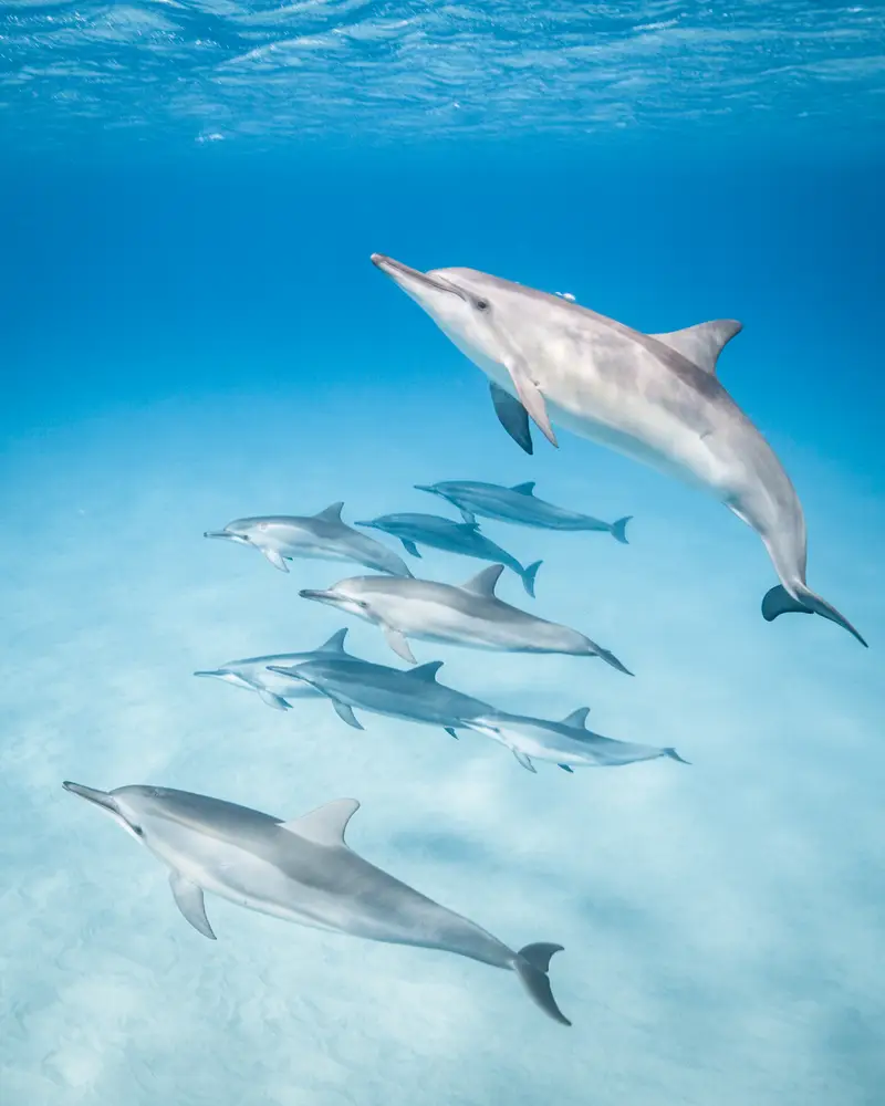 Arta Beach (Whale Shark Bay)