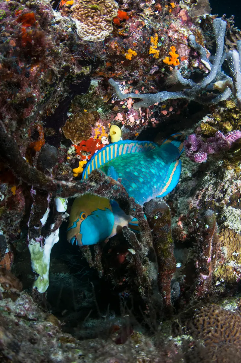 Fahl Island Reef