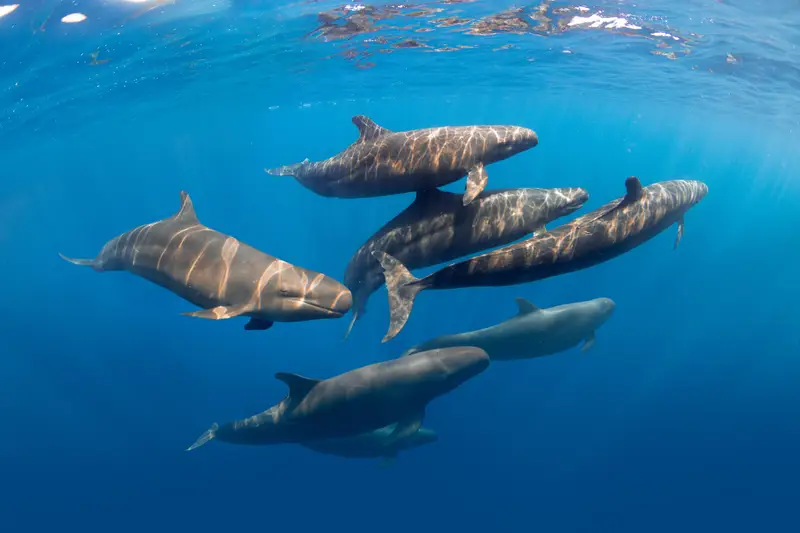 Medes Islands Reserve
