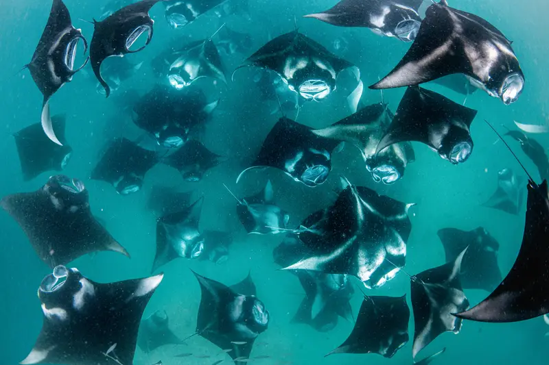 Maamigili Beyru (Whale Shark Point)
