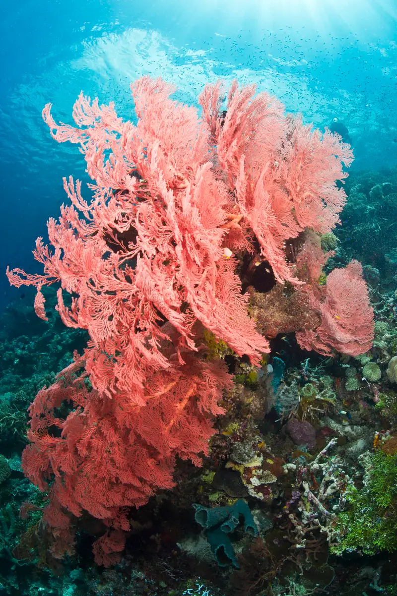 Wakatobi